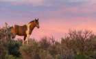 Wild mustang stallion looks over his territory at dusk Art Print